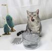 Automatic Pet Water Drinking Fountain Water Dispenser Ultra Quiet Automatic Pet Water Dispenser(D0101HHV9CG)